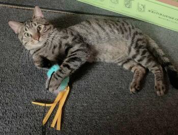 Rescue Domestic Short Hair Cats for Adoption in Melrose, Massachusetts - Jordan | PetCurious