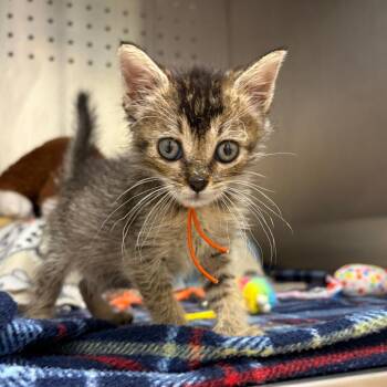 Aftersun 24 -  Domestic Short Hair Cat for Adoption in Austin, Texas - Aftersun 24 | PetCurious