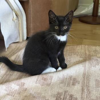 Izzy -  Domestic Short Hair Cat for Adoption in Philadelphia, Pennsylvania - Izzy | PetCurious
