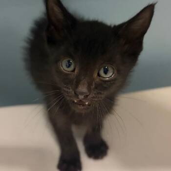 Nurple -  Domestic Short Hair Cat for Adoption in Chattanooga, Tennessee - Nurple | PetCurious
