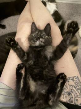 Vidia -  Domestic Short Hair and Domestic Medium Hair Cat for Adoption in Dallas, Texas - Vidia | PetCurious
