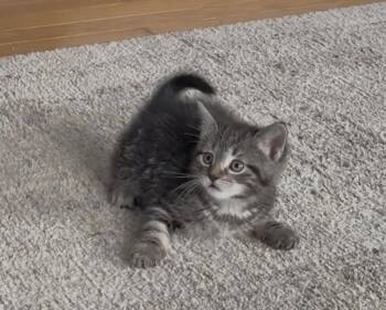 Cookie -  Domestic Short Hair Cat for Adoption - Cookie | PetCurious