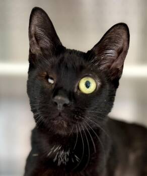 Agatha -  Domestic Short Hair Cat for Adoption in Newport, Oregon - Agatha | PetCurious