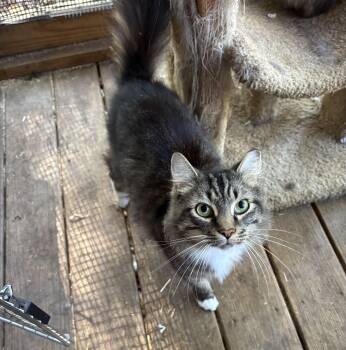 Rescue Domestic Medium Hair Cats for Adoption in Anderson, South Carolina - Pancake | PetCurious