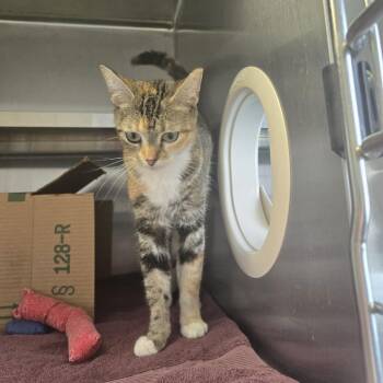 Bonk -  Domestic Short Hair Cat for Adoption in West Olive, Michigan - Bonk | PetCurious
