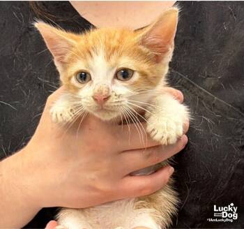 Gus -  Domestic Short Hair Cat for Adoption in Washington, District Of Columbia - Gus | PetCurious