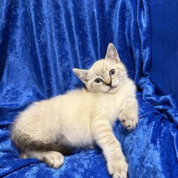 Mason -  Siamese Cat for Adoption in Gainesville, Florida - Mason | PetCurious