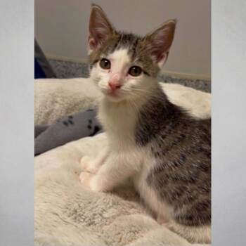 Ukulele -  Domestic Short Hair Cat for Adoption in Wichita, Kansas - Ukulele | PetCurious
