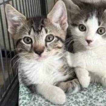 Carl -  Domestic Short Hair Cat for Adoption in Orangevale, California - Carl | PetCurious
