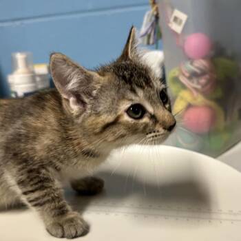 Agnetha -  Domestic Short Hair Cat for Adoption in Newport, North Carolina - Agnetha | PetCurious