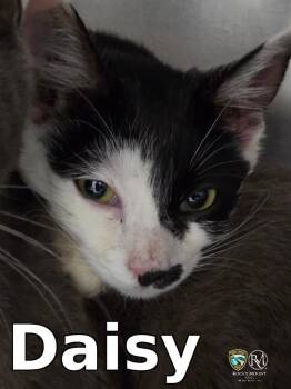 Daisy -  Domestic Short Hair Cat Available for Adoption in Rocky Mount, North Carolina - Daisy | PetCurious