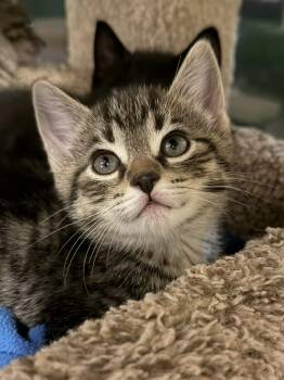 Domestic Short Hair Cats Available for Adoption in Martinsville, Indiana - Biscuit | PetCurious