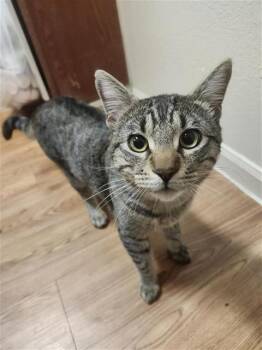 Domestic Short Hair Cats Available for Adoption in San Antonio, Texas - ONYX | PetCurious