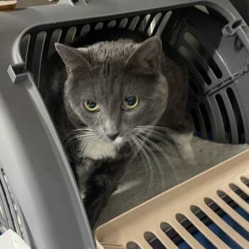 Jujube -  Domestic Short Hair Cat for Adoption in Salt Lake City, Utah - Jujube | PetCurious