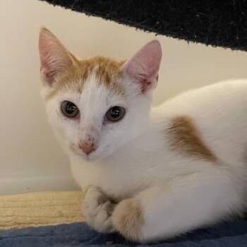 Daeron (Bashful Buddy) -  Domestic Short Hair Cat for Adoption in Wheaton, Illinois - Daeron (Bashful Buddy) | PetCurious