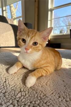 Domestic Short Hair Cats Available for Adoption in Champaign, Illinois - Bambi | PetCurious