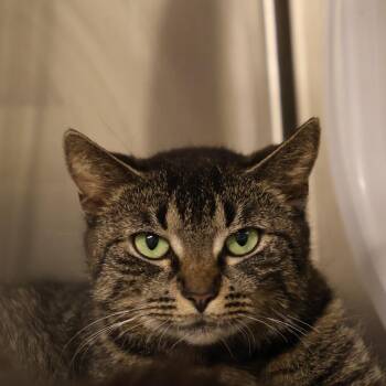 Tawny -  Domestic Short Hair Cat for Adoption in Briarcliff Manor, New York - Tawny | PetCurious