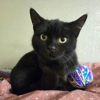 Sugarplum -  Domestic Short Hair Cat Available for Adoption in Pennsville Township, New Jersey - Sugarplum | PetCurious