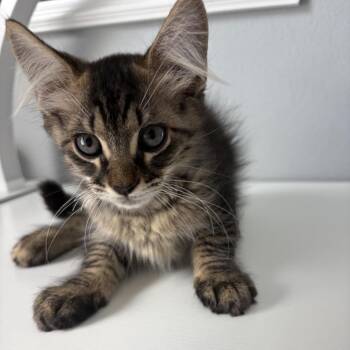 Lawrence -  American Shorthair Cat for Adoption in Freeport, Florida - Lawrence | PetCurious