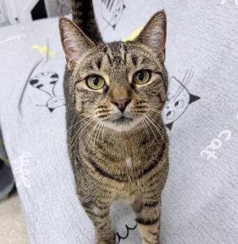 Foxy -  American Shorthair Cat for Adoption in Philadelphia, Pennsylvania - Foxy | PetCurious