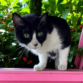 Rescue Tuxedo and Domestic Short Hair Cats for Adoption in Chuckey, Tennessee - Sylvia SC | PetCurious