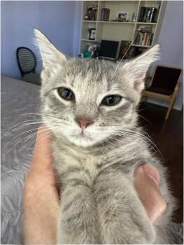 Pepper -  American Shorthair and Domestic Short Hair Cat for Adoption in Richardson, Texas - Pepper | PetCurious