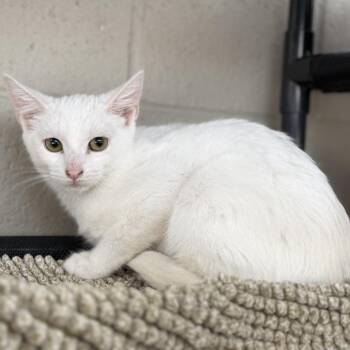 Gabby Gabby -  Domestic Short Hair Cat for Adoption in Gloucester, Virginia - Gabby Gabby | PetCurious