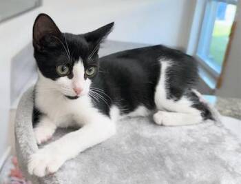 Lexi -  Domestic Short Hair Cat for Adoption in Lake Monroe, Florida - Lexi | PetCurious