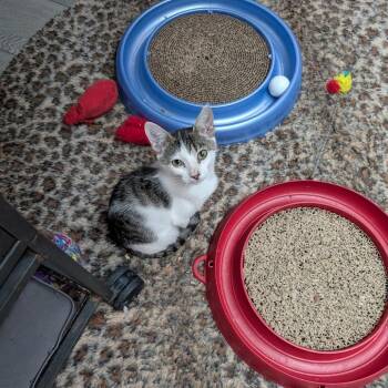 Spark -  Domestic Short Hair Cat for Adoption in Port Richey, Florida - Spark | PetCurious