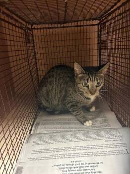 Mama -  Domestic Short Hair Cat for Adoption in Austin, Texas - Mama | PetCurious