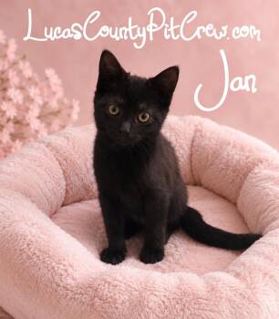 Jan -  American Shorthair and Domestic Short Hair Cat for Adoption in Toledo, Ohio - Jan | PetCurious