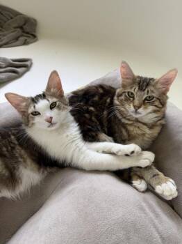 Domestic Medium Hair Cats Available for Adoption - Jupiter 2 | PetCurious