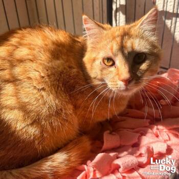 Domestic Short Hair Cats Available for Adoption in Washington, District Of Columbia - Cato | PetCurious