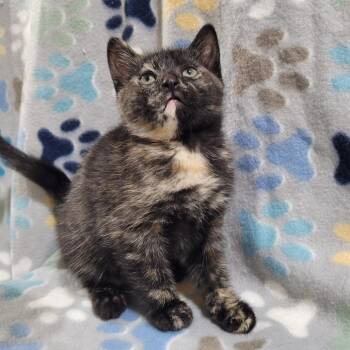 Marra -  Domestic Short Hair Cat for Adoption in Traverse City, Michigan - Marra | PetCurious