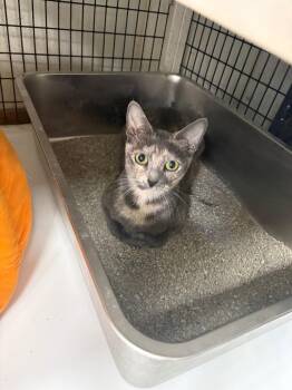 Lavender -  Domestic Short Hair Cat for Adoption in Fort Worth, Texas - Lavender | PetCurious