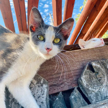 Rescue Domestic Short Hair Cats for Adoption in Chico, California - JUNIPER | PetCurious