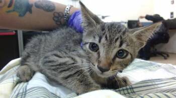 Domestic Short Hair Cats Available for Adoption in Doral, Florida - MOBIL | PetCurious