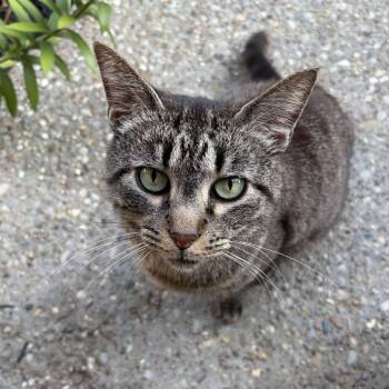 Xbox -  Domestic Short Hair Cat for Adoption in Louisville, Kentucky - Xbox | PetCurious