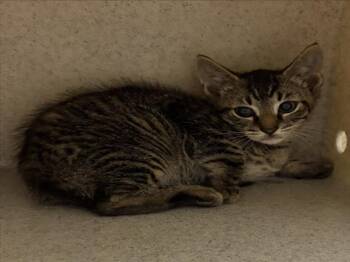 VEYRON -  Domestic Short Hair Cat for Adoption in Derwood, Maryland - VEYRON | PetCurious
