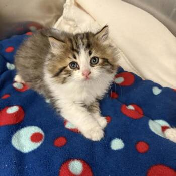 Domestic Long Hair Cats Available for Adoption - 26-09 Floyd Mayweather | PetCurious