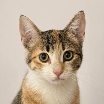 Calico and Tabby Cats Available for Adoption in Hillsboro, Texas - Pumpkin Patch — A Little Love, Ready To Grow | PetCurious
