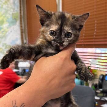 Cadie -  Domestic Short Hair Cat for Adoption in Birmingham, Alabama - Cadie | PetCurious