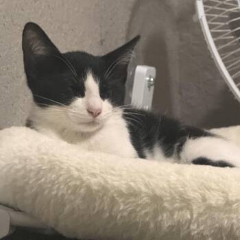 Paste -  Domestic Short Hair Cat for Adoption in Boerne, Texas - Paste | PetCurious