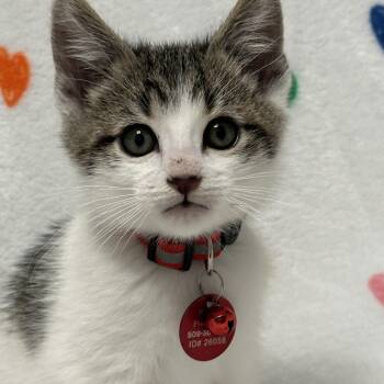 Tabby Cats Available for Adoption in Pasco, Washington - Rex | PetCurious