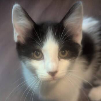 Domestic Short Hair Cats Available for Adoption in Baltimore, Maryland - Sprocket | PetCurious