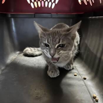 Lavender -  Domestic Short Hair Cat for Adoption in Roxboro, North Carolina - Lavender | PetCurious