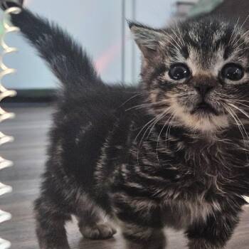 Woodstock -  Domestic Short Hair Cat Available for Adoption in Sunrise, Florida - Woodstock | PetCurious