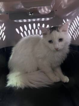 Rescue Domestic Short Hair Cats for Adoption in El Paso, Texas - 59827921 | PetCurious