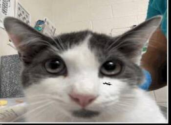 Starfruit -  Domestic Short Hair Cat for Adoption in Largo, Florida - Starfruit | PetCurious