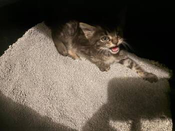 Sassy baby -  Domestic Short Hair Cat for Adoption in Johnson City, Tennessee - Sassy Baby | PetCurious